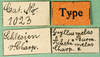 CollectionObject 1501933; 3d74d4b2-4288-48a3-be07-c21b2e93ed55: labels (syntype of Acheta melas). (CollectionObject).