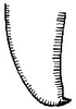 Cocconotus (Cocconotus) molaris (Rehn, 1946): Fig. 86. male cercus. (Otu).