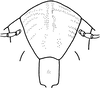 Nymph: (Observation).