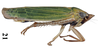Habitus, lateral view: !! display not done !! on Draeculacephala clypeata Osborn, 1926: (Observation).