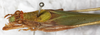 CollectionObject 1566801; 7aab77c4-a893-49da-880a-b9616a30d5e8: female, dorsal view (syntype?). (CollectionObject).