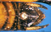 CollectionObject 1505380; baf8d91f-1fe7-4e41-8778-f60797d47bfd: male abdomen tip, dorsal view (syntype). (CollectionObject).