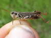 female, long-winged morph (off Ditch Creek Road, near Deerfield Reservoir in the Black Hills of South Dakota, 25 July 2020). Depicts Melanoplus dawsoni (Scudder, 1875), an Otu.