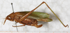 CollectionObject 1566586; 4944d154-2423-45b9-8370-1ee93ee723e1: female, lateral view (syntype). (CollectionObject).
