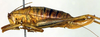 CollectionObject 1501784; 0c111962-fae5-482f-8575-a1d054f29e2a: female, lateral view (allotype). (CollectionObject).
