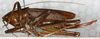female, lateral view. Depicts CollectionObject 1532906; 92b81893-7a07-41d5-bb74-c6213bb6b502, a CollectionObject.