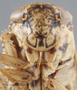 Head: !! display not done !! on Allygidius (Allygidius) atomarius (Fabricius, 1794): Head. (Observation).