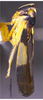 Habitus, lateral view on Concaves albiclypeus (Li & Wang, 1993): (Observation).