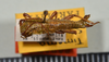 CollectionObject 1564040; 26e0660b-7dbf-4d07-b799-345c83d37ab4: copyright USNM, Washington. male (paratype). (CollectionObject).