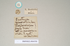 CollectionObject 1558355; NHMUK(SF IMPORT DUPLICATE) 844530, 3d56d04a-b0f9-4ef5-849f-9caed3e2a418: copyright Natural History Museum, London. male of synonym Diapheromera sayi, data labels (syntype),. (CollectionObject).