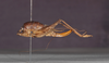 CollectionObject 1565986; 0e30e9d1-8b84-4994-8a7d-fb1ac4581048: female, lateral view (holotype). (CollectionObject).