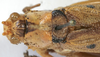 CollectionObject 1539780; 86b49412-2fe6-4e6e-a0b7-7a183eb2de32, MNHN-EO-ENSIF898: female pronotum dorsal (holotype). (CollectionObject).