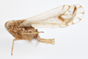 Habitus, lateral view on Delphacodes silvae Beamer, 1947: (Observation).