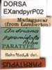 CollectionObject 1581427; 389baed5-92e7-4a80-bf5c-25ff50dff2a7: labels (paratype). (CollectionObject).