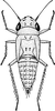 Nymph: !! display not done !! on Nephotettix cincticeps (Uhler, 1896): (Observation).