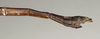 CollectionObject 1557196; NMW 1106, 1a18b0f5-a281-4589-b4bb-73d45e5c0163: copyright NMW, Vienna. male: end of abdomen, lateral view (holotype). (CollectionObject).