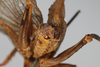 CollectionObject 2377037; 99ff1e1a-7b4d-4531-87d6-182d9fd02821: male, posterior view (syntype). (CollectionObject).
