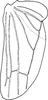 Hind wing on Aguriahana adusta Chiang, Hsu & Knight, 1989: Hind wing. (Observation).