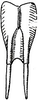Diophanes salvifolius salvifolius (Lichtenstein, 1796): Fig. 173 a. male subgenital plate (4 mm, styli 2.8 mm). (Otu).