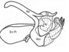 Akamasacris variabilis (Scudder, 1897): phallic complex without epiphallus, lateral view. (Otu).