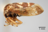 Habitus, lateral view: !! display not done !! on Cyrtolobus fuscipennis Van Duzee, 1908: (Observation).
