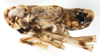 Habitus, lateral view: !! display not done !! on Pissonotus quadripustulatus (Van Duzee, 1909): (Observation).