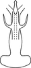 Aedeagus, ventral view on Erythridula morrisi (Hepner, 1977): Aedeagus, ventral view. (Observation).