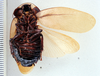 Phortioeca andeana Rehn, 1928: Photo by Heidi Hopkins. ventral habitus. (Otu).