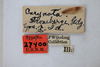 Other: !! display not done !! on Carynota strombergi Goding, 1893: (Observation).
