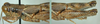 Melanoplus artemisiae Scudder, 1897: (Otu).