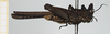 CollectionObject 1592592; 9a1878a7-a422-41ce-bab5-d6cb46c3e783: male, lateral view (holotype). (CollectionObject).