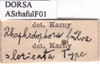 CollectionObject 1575882; 140317a7-cd63-4b01-8ed0-9f0b64147d12: labels. (CollectionObject).