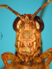CollectionObject 1521412; f7a67c23-b6c7-4ea1-adce-065cab7589c6: male, frontal view (holotype). (CollectionObject).
