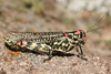 FieldOccurrence 3662; 335b0890-36f2-46a3-8cb1-b847869e8f98; Argentina: Córdoba: Punilla
P.N. Quebrada del Condorito, 2026/03/04: (FieldOccurrence).