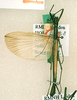 CollectionObject 1557818; 6ed003e3-d580-4571-bfb5-a6e7dd519696: copyright RMNH, Leiden. male (holotype). (CollectionObject).