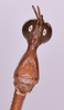 CollectionObject 1479205; 5c29c4d7-aacf-4ab3-9fdb-6ce1630242c8: male, head in frontal view (holotype). (CollectionObject).