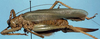 CollectionObject 2063983; 29dc6529-ad3a-4756-a78f-3d510353fb7d: female, lateral view (allotype). (CollectionObject).