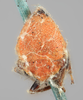 Head: !! display not done !! on Stictocephala sanguinoapicalis Goding, 1893: (Observation).