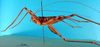 CollectionObject 1500987; 61ac82a5-2cb7-41b8-a492-88ee0f13cc5e, DORSA BGphabukS01: male, lateral view (holotype). (CollectionObject).
