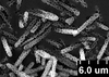 Brochosomes: !! display not done !! on Oncometopia (Oncometopia) orbona (Fabricius, 1798): OM195 | U.S.A., Missouri, Natchez | 6/21/1904 | USNM. (Observation).