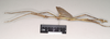CollectionObject 1572751; NHMUK(SF IMPORT DUPLICATE) 845011, 050341ee-411e-4d4a-8fce-77e16c162b54: copyright Natural History Museum, London. male, lateral view (paratype). (CollectionObject).
