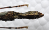 CollectionObject 1580881; fe3c5133-badf-45a2-b17b-2497511fed12: copyright SPM, Kinabalu. female: end of abdomen, dorsal view (holotype). (CollectionObject).