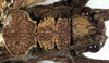 Pezochiton grandis Beier, 1960: male head and pronotum, dorsal view (paratype). (Otu).