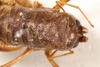 CollectionObject 1531304; 2ddf6dcd-6a1c-47b1-858d-3140fa7c5a1c: male, dorsal view (syntype). (CollectionObject).