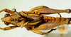 CollectionObject 1498820; e2d41211-d613-4a90-943b-3f673d1cf712: male, dorsal view. (CollectionObject).