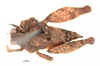 CollectionObject 1567187; b3b26d56-3eec-4e3f-887b-511b26a71395: female, dorsal view (holotype). (CollectionObject).