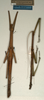 CollectionObject 1559958; NMW 477, d4e25211-8156-469f-99c2-dd64db514794: copyright NMW, Vienna. male and female (syntypes). (CollectionObject).
