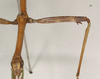 CollectionObject 1558355; NHMUK(SF IMPORT DUPLICATE) 844530, 3d56d04a-b0f9-4ef5-849f-9caed3e2a418: copyright Natural History Museum, London. male of synonym Diapheromera sayi: mid femur (syntype),. (CollectionObject).