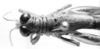 CollectionObject 1524904; 6114750a-6acc-41ef-8e05-5af017e737e2: male head and pronotum, dorsal view (holotype). (CollectionObject).