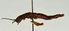 CollectionObject 1562883; 07a05f10-9ddd-49bc-b48d-3ab79eddfc10: copyright USNM, Washington. (CollectionObject).